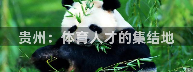 MK体育官网下载招商电话是多少：贵州：体育人才的集结